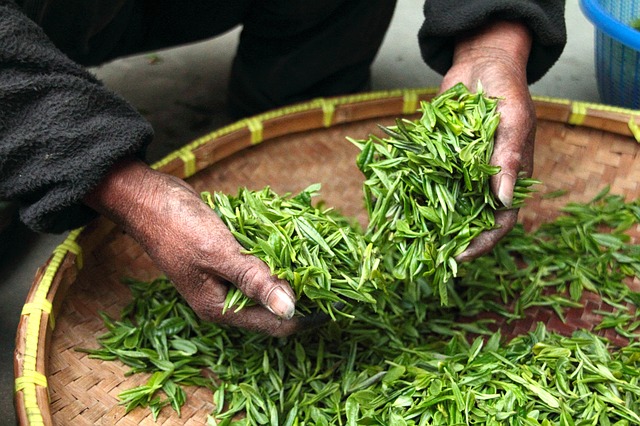 Zelený čaj sa zbiera ručne a pozvoľna suší